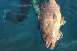 自由身待業(yè)中！36歲前國腳阿蘭曬出捕獲巨型石斑魚的照片