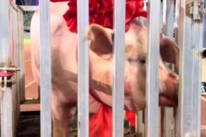 五華“縣超”總決賽：橫陂隊(duì)4-2轉(zhuǎn)水隊(duì)奪冠，獎(jiǎng)品是一頭豬豬